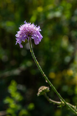 Field scabious Knautia arvensis flowering in meadow. Blue purple wild flower on natural background. Macro. Selective focus