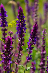 Salvia nemorosa, forest sage, beautiful bright color, violet blue flowers in bloom, muscadine flowering ornamental plants in the garden