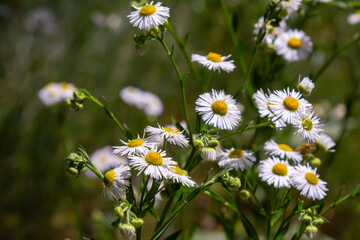 Erigeron annuus known as annual fleabane, daisy fleabane, or eastern daisy fleabane