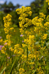 Closeup yellow flowers of lady's bedstraw, yellow bedstraw Galium verum in a Dutch garden. Family Rubiaceae. Summer, August, Netherlands