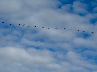 A chain of cranes in the sky with clouds