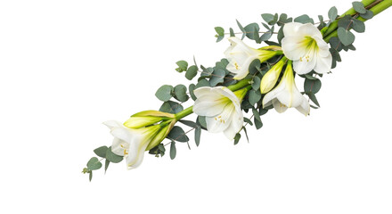 Isolated bouquet of white Amaryllis flowers and eucalyptus leaves arranged diagonally