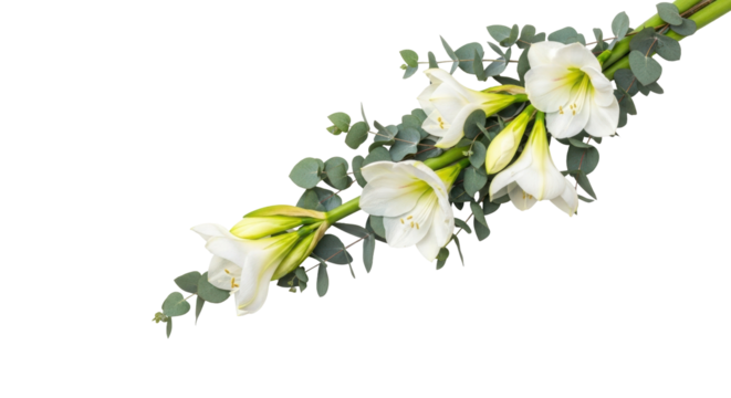 Isolated bouquet of white Amaryllis flowers and eucalyptus leaves arranged diagonally