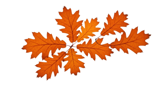 Isolated autumn leaves cluster with vibrant orange colors, fall foliage elements for designs and compositions