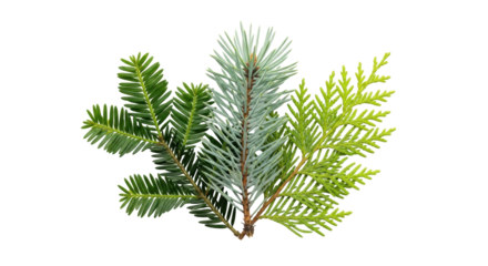 Isolated conifer foliage variety natural assortment of green flora seasonal arrangement