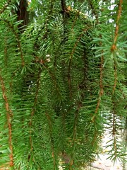 green pine needles