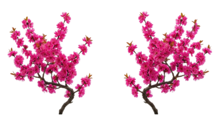 Isolated blooming branches with pink flowers of peach tree, spring flowering element