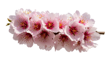 Isolated almond blossoms, beautiful light pink flowers with burgundy centers, on branch