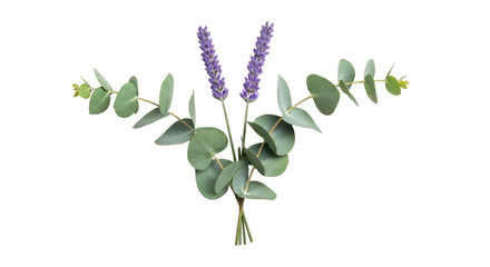 Isolated sprig of purple lavender and eucalyptus leaves, organic, nature, blossom