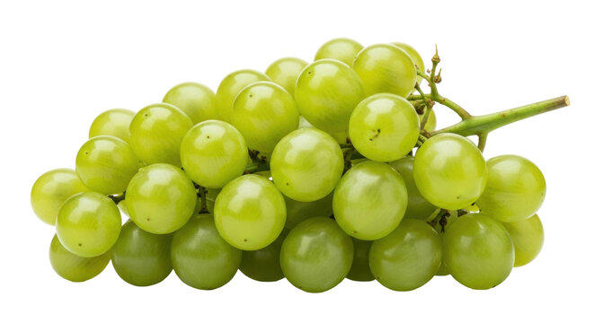 Isolated bunch of green grapes on a branch ready to eat, healthy fruit nutrition