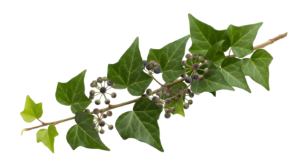 Isolated twig of Hedera helix with leaves and berries, elegant natural decoration close-up