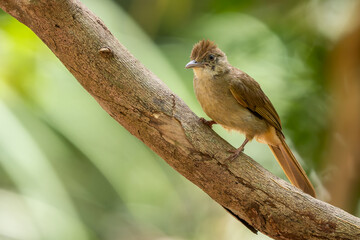 Grey-eyed Bulbul - Iole propinqua, beautiful small perching bird native to the tropical forests of Southeast Asia, Vietnam.