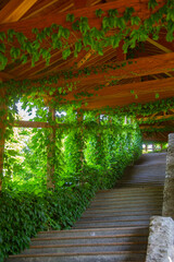 A staircase under the roof, overgrown with ivy. Scenic staircase passage in a park or hotel
