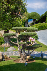 Olive bonsai trees with a round crown in the park with the sea in the background, green lawn around. Well-groomed luxurious area for walking, rich recreation