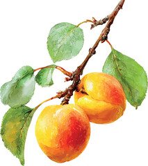 Vibrant watercolor artwork of a fruit branch with lush apricots and bright green foliage - vector illustration
