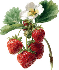 Charming watercolor artwork of a strawberry branch with red berries and fresh green foliage - vector illustration