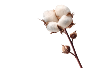 White Cotton Plant on Transparent Background for Graphic Design Use