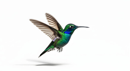 Fototapeta premium Vibrant Hummingbird Hovering with Iridescent Feathers