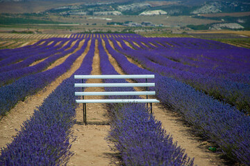 A white bench stands in a lavender field. Organic Photo Zone in a field of flowers. An empty shop in flowers