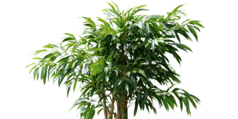 Ficus Tree with Dense Green Foliage against Checkered Background