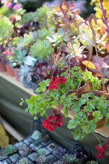 Vibrant Red Flowers Among Succulents in flower market