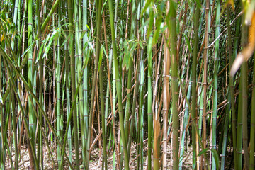 A background of green bamboo shoots. bamboo texture, green bamboo thickets, natural materials concept, renewable natural resources
