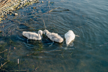 Young Cygnet on Tranquil Lake