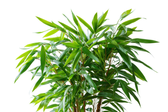 Green bamboo plant with leaves isolated on transparent backdrop - Powered by Adobe