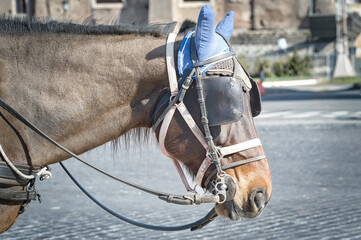 A horse in the city with eye and ear shields