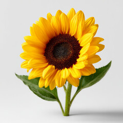 Fototapeta premium Bright sunflower with vibrant petals on a white background.