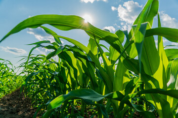 Corn plants flourish in a lush field, basking in the sunlight, showcasing their vibrant green leaves and ready for harvest this summer season