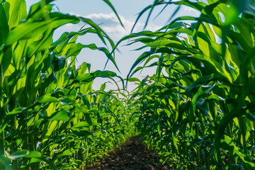 Tall green corn plants rise towards the blue sky, showcasing healthy growth in a summer field ready for harvesting and agricultural work