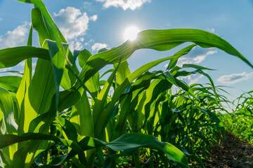 Corn plants stretch upward in a lush field as summer sunlight highlights their growth and vitality, showcasing a successful harvest season