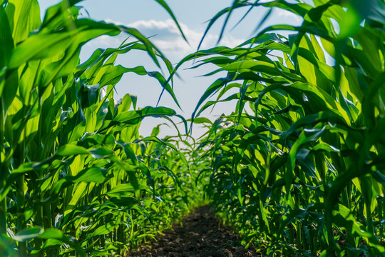 Tall green corn plants rise towards the blue sky, showcasing healthy growth in a summer field ready for harvesting and agricultural work