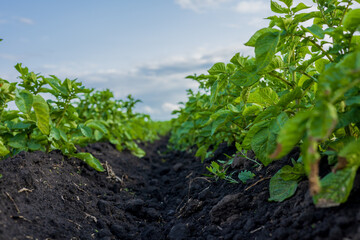 Rows of healthy potato plants grow vigorously in dark soil, basking in sunlight under a clear sky