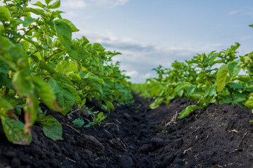 Rows of lush potato plants eagerly reach for sunlight in a fertile field, showcasing agriculture and the potential for a bountiful harvest