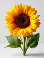 Obraz premium Single sunflower with leaves against a plain background.