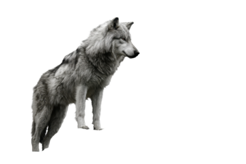 Alpha Wolf Standing Animal Fur Predator in Wildlife Scene