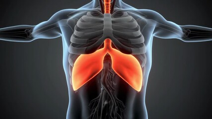 Animated human diaphragm muscle contracting and relaxing, showing respiratory process