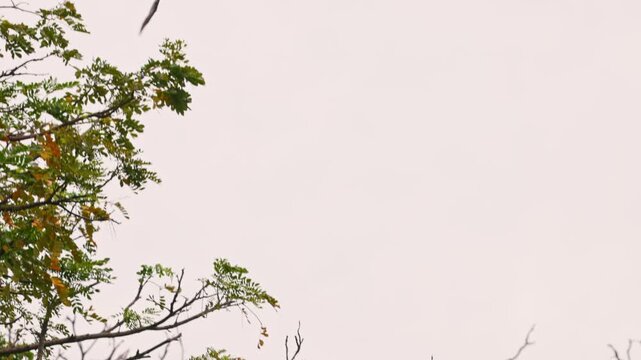 Flying Indian flying foxes lat. Pteropus medius, soaring through the sky at dusk, flight in Slow motion, wildlife behavior, and dynamic movement for documentaries and nature projects.