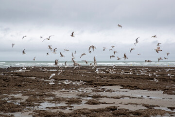 Oiseaux (fulmars) volant près de la plage près de Wimereux, sur la Côte d'Opale. À marée basse par temps gris. Pas-de-Calais, Hauts-de-France, France.