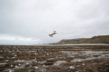 Oiseaux (fulmars) volant près de la plage près de Wimereux, sur la Côte d'Opale. À marée basse par temps gris. Pas-de-Calais, Hauts-de-France, France.