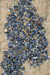 De nombreuses petites moules jeunes fixées au rocher, visibles après la marée basse, entourées de sable.