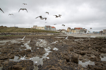 Oiseaux (fulmars) volant près de la plage près de Wimereux, sur la Côte d'Opale. À marée basse par temps gris. Pas-de-Calais, Hauts-de-France, France.