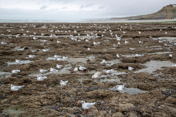 Oiseaux (fulmars) volant près de la plage près de Wimereux, sur la Côte d'Opale. À marée basse par temps gris. Pas-de-Calais, Hauts-de-France, France.