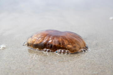 Méduse brune (Chrysaora hysoscella) échouée sur une plage en été. Côte d'Opale, France.