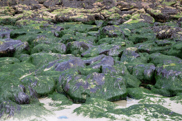Côte rocheuse et rochers recouverts d'algues vertes et de mousse à marée basse. Cote d'Opale, France.