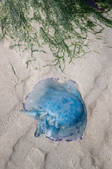 Méduse bleue (Rhizostoma) échouée sur une plage en été. Côte d'Opale, France.