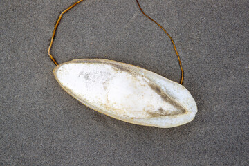 Trouvé, os naturel de seiche, également appelé os de seiche, coquille interne des céphalopodes. Sur le sable mouillé. Donner à manger aux oiseaux de compagnie.