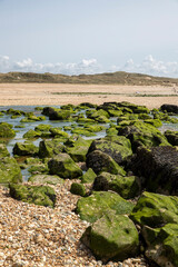 Côte rocheuse et rochers recouverts d'algues vertes et de mousse à marée basse. Cote d'Opale, France.